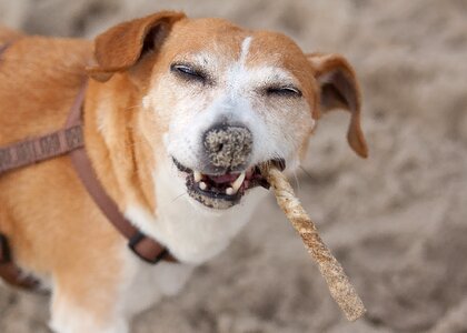 Russel jack russel nature photo