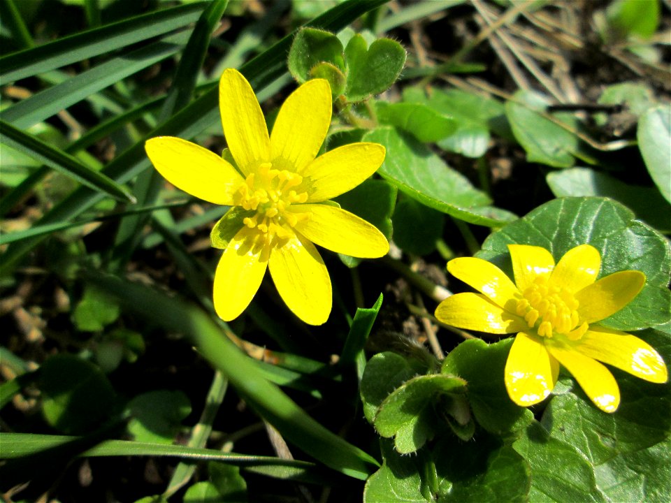 Scharbockskraut (Ficaria verna) in Alt-Saarbrücken