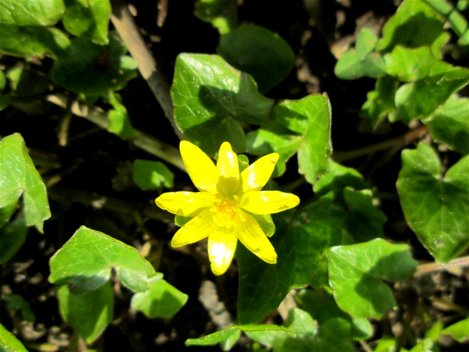 Scharbockskraut (Ficaria verna) in Sankt Arnual