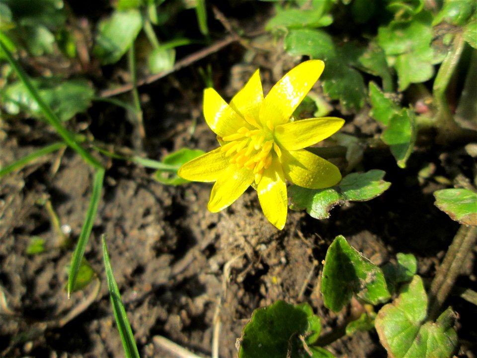 Scharbockskraut (Ficaria verna) in Sankt Arnual
