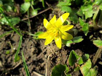 Scharbockskraut (Ficaria verna) in Sankt Arnual