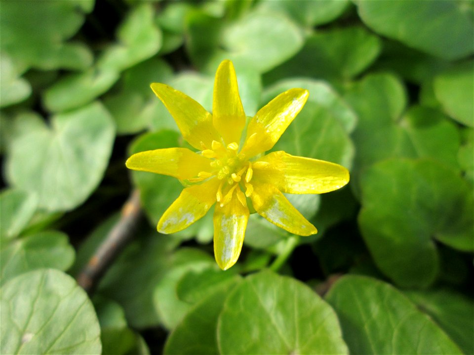 Scharbockskraut (Ficaria verna) Gartenschaupark in Hockenheim