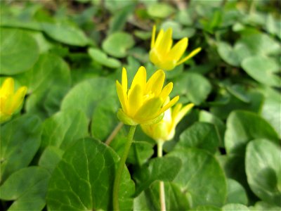Scharbockskraut (Ficaria verna) Gartenschaupark in Hockenheim
