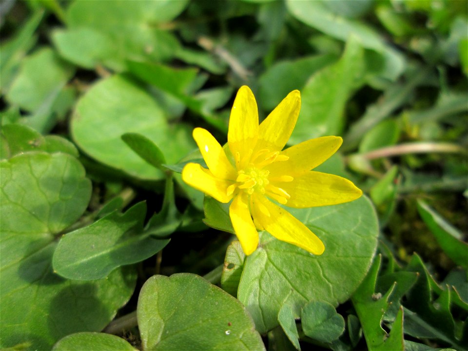 Scharbockskraut (Ficaria verna) Gartenschaupark in Hockenheim