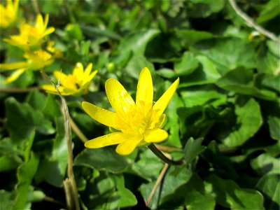 Scharbockskraut (Ficaria verna) am Kraichbach im Hockenheimer Rheinbogen