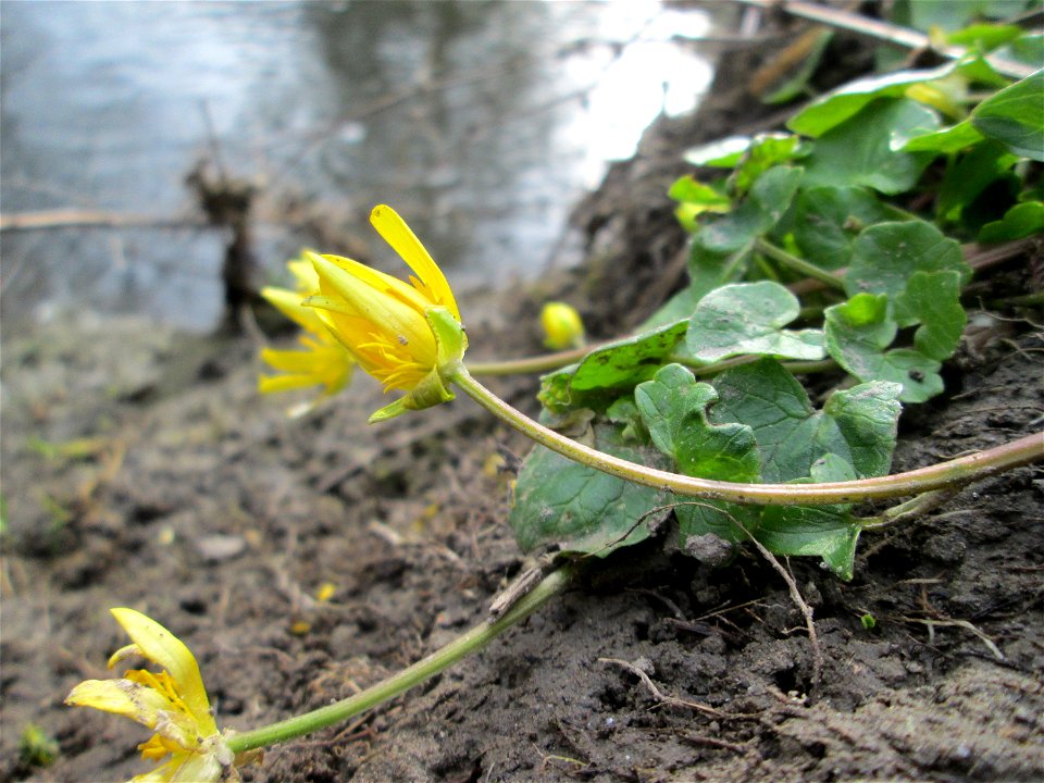 Scharbockskraut (Ficaria verna) am Kraichbach in Hockenheim