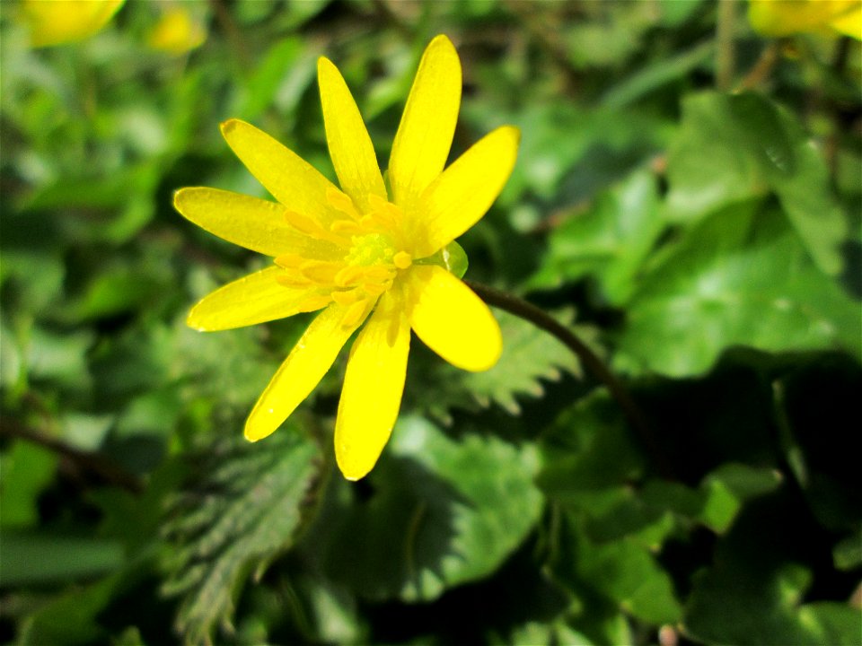 Scharbockskraut (Ficaria verna) am Kraichbach im Hockenheimer Rheinbogen