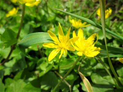 Scharbockskraut (Ficaria verna) am Kraichbach im Hockenheimer Rheinbogen
