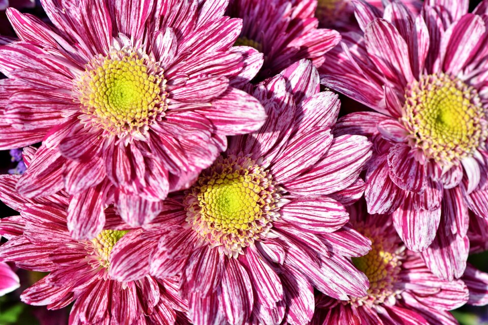 Bloom asteraceae plant