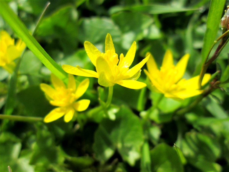 Scharbockskraut (Ficaria verna) am Kraichbach im Hockenheimer Rheinbogen