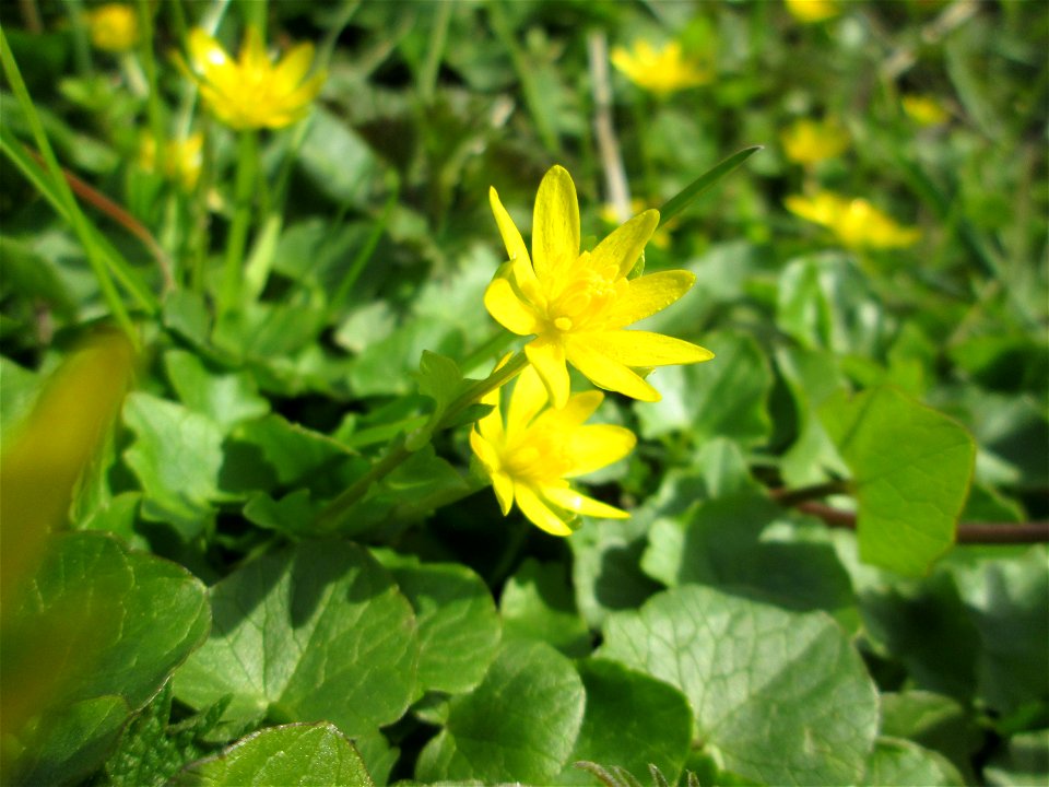 Scharbockskraut (Ficaria verna) am Kraichbach im Hockenheimer Rheinbogen