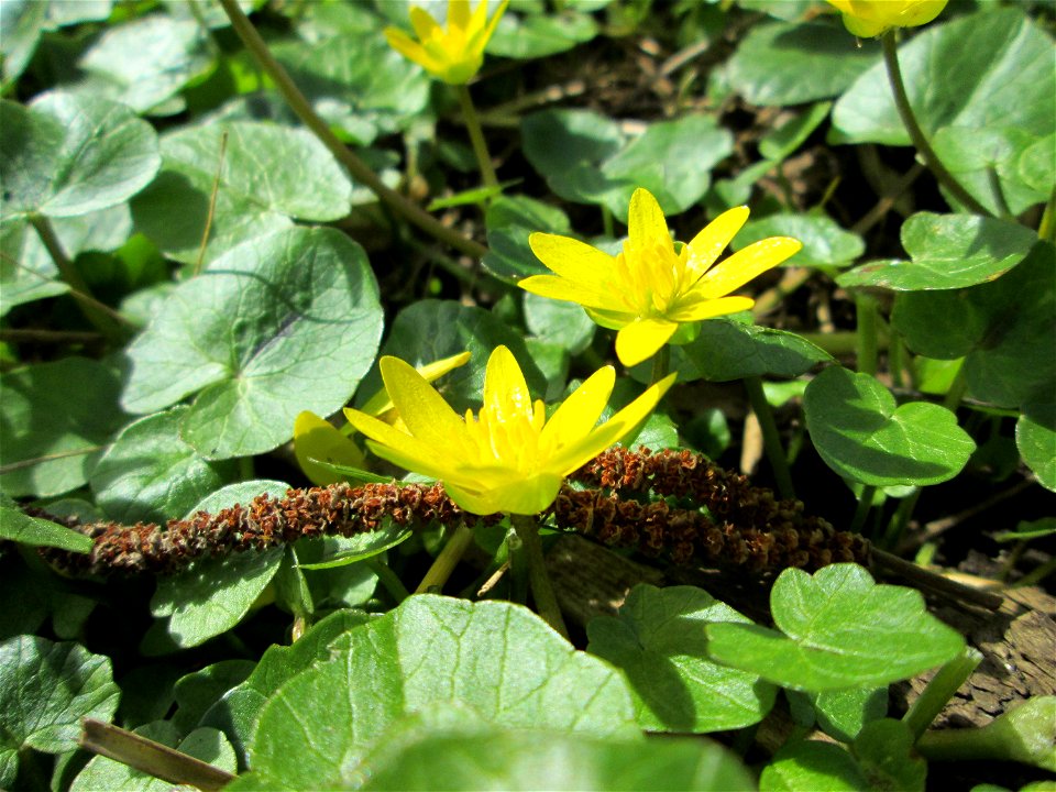 Scharbockskraut (Ficaria verna) im Naturschutzgebiet Alter Kraichbach hinter den Bergen im Hockenheimer Rheinbogen