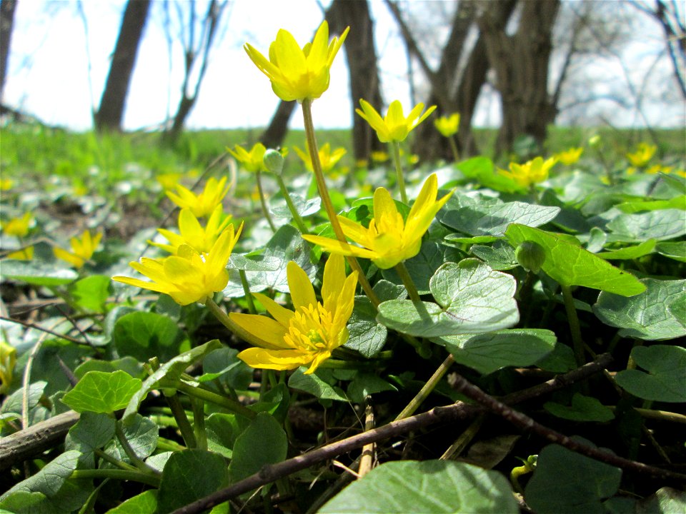 Scharbockskraut (Ficaria verna) im Naturschutzgebiet Alter Kraichbach hinter den Bergen im Hockenheimer Rheinbogen