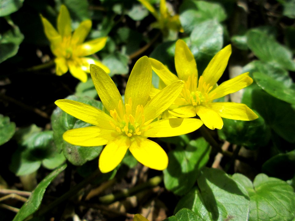 Scharbockskraut (Ficaria verna) im Naturschutzgebiet Alter Kraichbach hinter den Bergen im Hockenheimer Rheinbogen