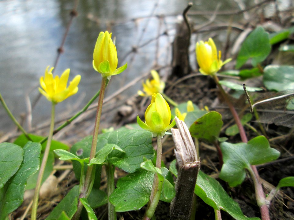 Scharbockskraut (Ficaria verna) am Kraichbach in Hockenheim