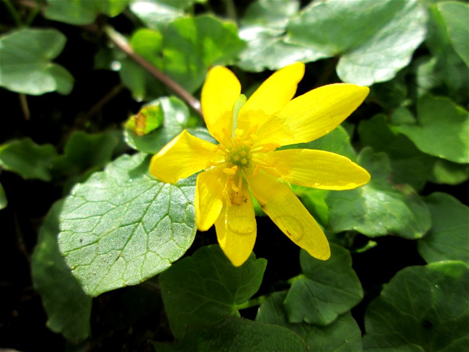Scharbockskraut (Ficaria verna) im Gartenschaupark Hockenheim
