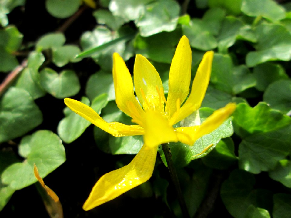 Scharbockskraut (Ficaria verna) im Gartenschaupark Hockenheim