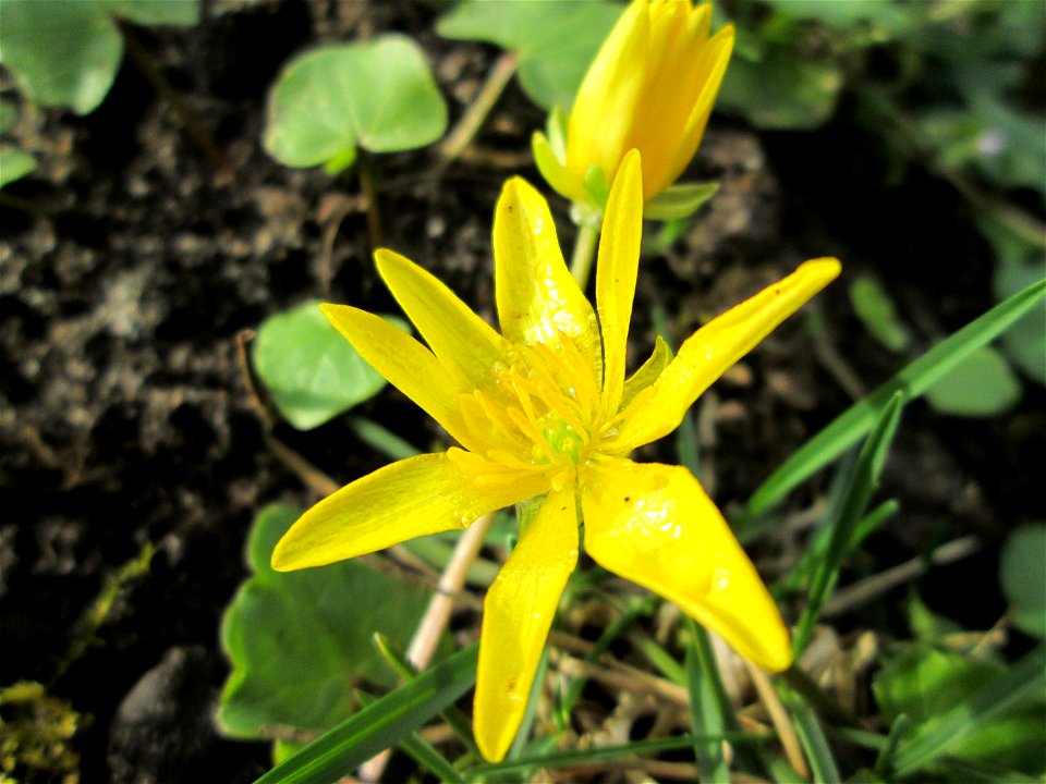 Scharbockskraut (Ficaria verna) im Gartenschaupark Hockenheim