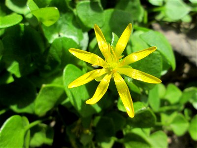 Scharbockskraut (Ficaria verna) in der Schwetzinger Hardt