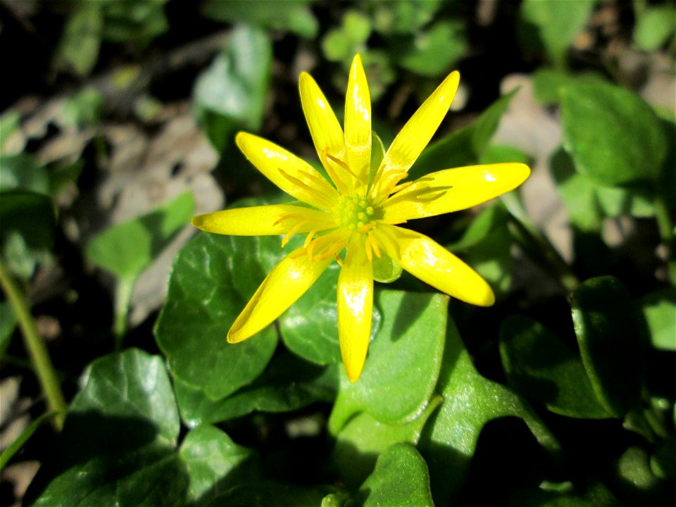 Scharbockskraut (Ficaria verna) in der Schwetzinger Hardt