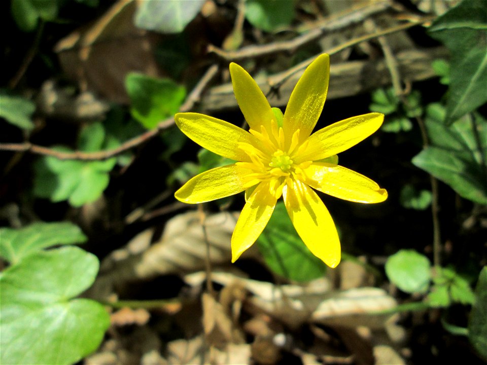 Scharbockskraut (Ficaria verna) im Unteren Saubusch in der Schwetzinger Hardt