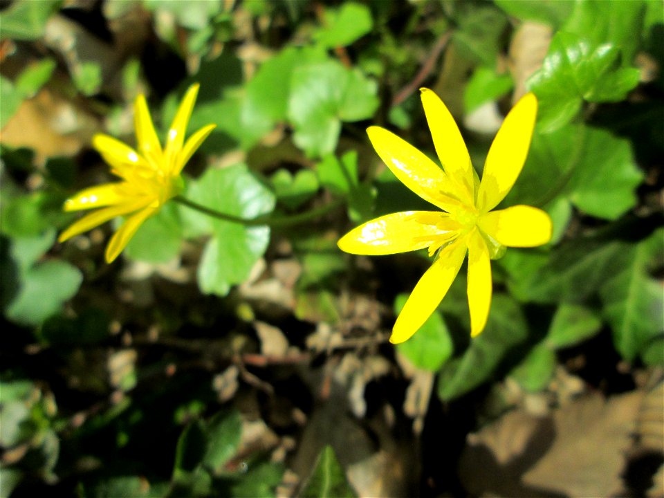 Scharbockskraut (Ficaria verna) im Unteren Saubusch in der Schwetzinger Hardt