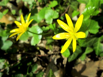 Scharbockskraut (Ficaria verna) im Unteren Saubusch in der Schwetzinger Hardt