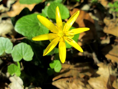 Scharbockskraut (Ficaria verna) im Unteren Saubusch in der Schwetzinger Hardt