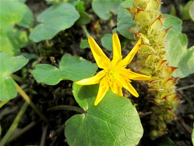 Scharbockskraut (Ficaria verna) im Gartenschaupark Hockenheim nebst Kätzchen einer Hainbuche