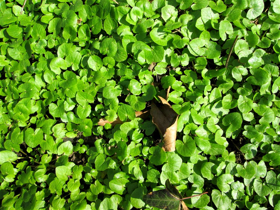 Grundblätter vom Scharbockskraut (Ficaria verna) in Alt-Saarbrücken
