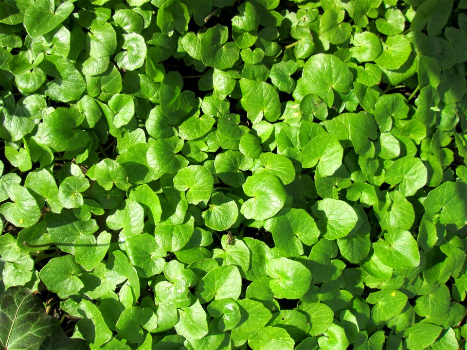 Grundblätter vom Scharbockskraut (Ficaria verna) in Alt-Saarbrücken