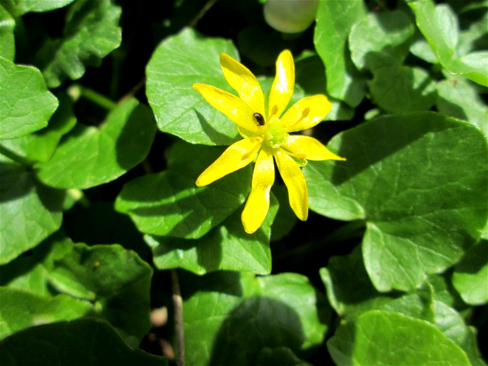Scharbockskraut (Ficaria verna) im Deutschmühlental in Alt-Saarbrücken