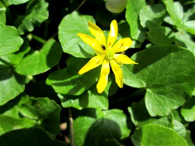 Scharbockskraut (Ficaria verna) im Deutschmühlental in Alt-Saarbrücken