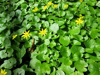 Scharbockskraut (Ficaria verna) im Deutschmühlental in Alt-Saarbrücken
