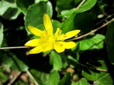 Scharbockskraut (Ficaria verna) im Deutschmühlental in Alt-Saarbrücken