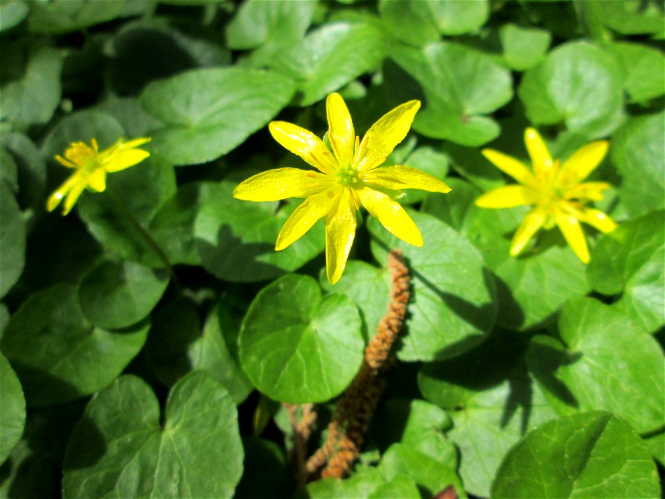 Scharbockskraut (Ficaria verna) im Deutschmühlental in Alt-Saarbrücken