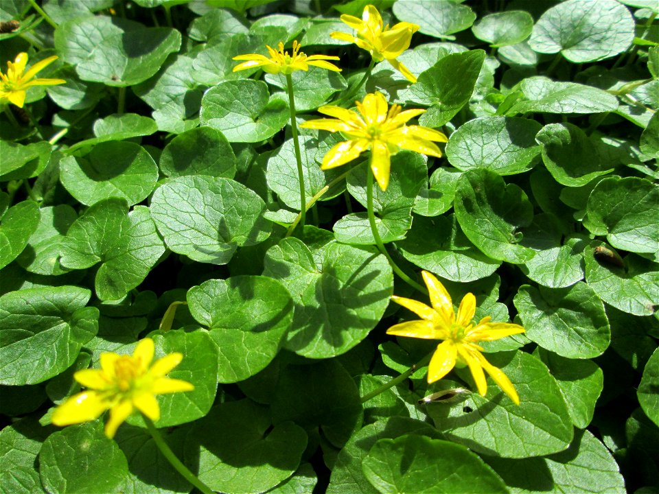 Scharbockskraut (Ficaria verna) im Deutschmühlental in Alt-Saarbrücken