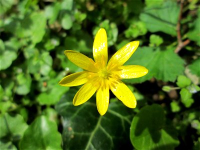 Scharbockskraut (Ficaria verna) im oberen Deutschmühlental im Landschaftsschutzgebiet „Drahtzugweiher und das Habsterwiesental“ in Alt-Saarbrücken