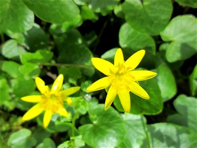 Scharbockskraut (Ficaria verna) im oberen Deutschmühlental im Landschaftsschutzgebiet „Drahtzugweiher und das Habsterwiesental“ in Alt-Saarbrücken