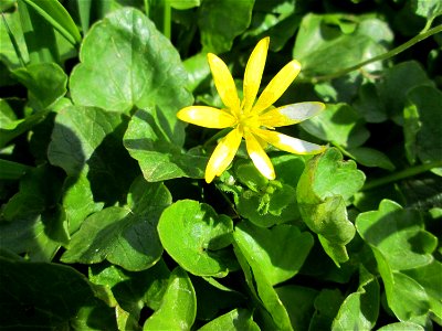 Scharbockskraut (Ficaria verna) an der Saar in Güdingen-Unner