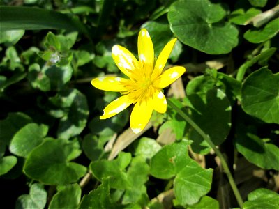 Scharbockskraut (Ficaria verna) auf einer Saarauenwiese bei Grosbliederstroff - in 2015 wurde diese Wiese in einen geflegten Zustand versetzt. Leider ist seither nichts mehr geschehen, so dass sie zie