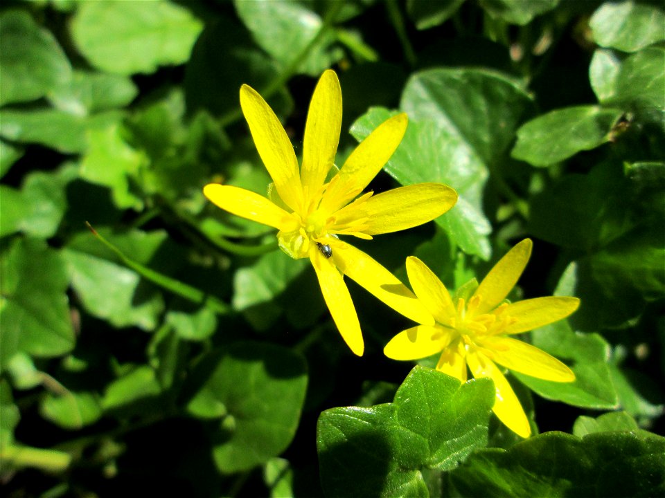 Scharbockskraut (Ficaria verna) auf einer Wiese beim Ev. Krankenhaus in Saarbrücken