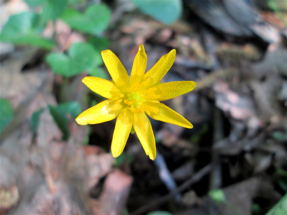 Scharbockskraut (Ficaria verna) im Unteren Saubusch in der Schwetzinger Hardt