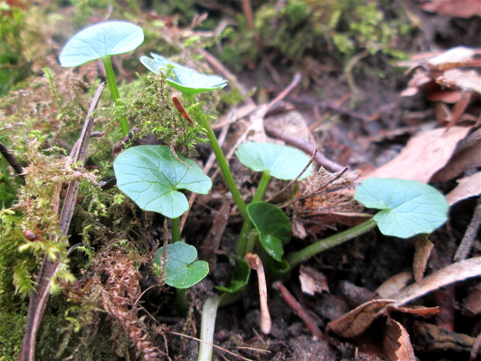 Grundblätter vom Scharbockskraut (Ficaria verna) in der Schwetzinger Hardt