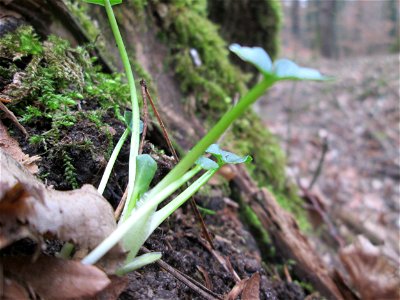 Grundblätter vom Scharbockskraut (Ficaria verna) in der Schwetzinger Hardt