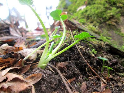 Grundblätter vom Scharbockskraut (Ficaria verna) in der Schwetzinger Hardt