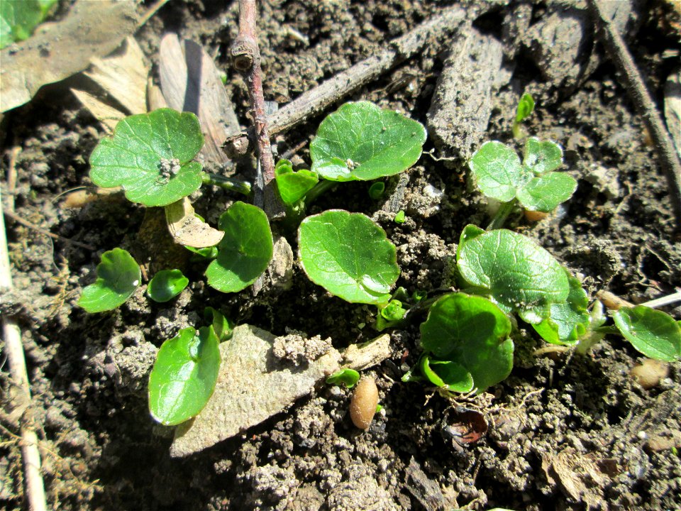 Grundblätter vom Scharbockskraut (Ficaria verna) im Waldpark Mannheim