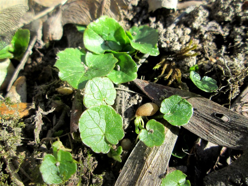 Grundblätter vom Scharbockskraut (Ficaria verna) im Waldpark Mannheim