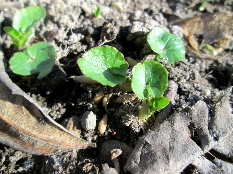 Grundblätter vom Scharbockskraut (Ficaria verna) im Waldpark Mannheim