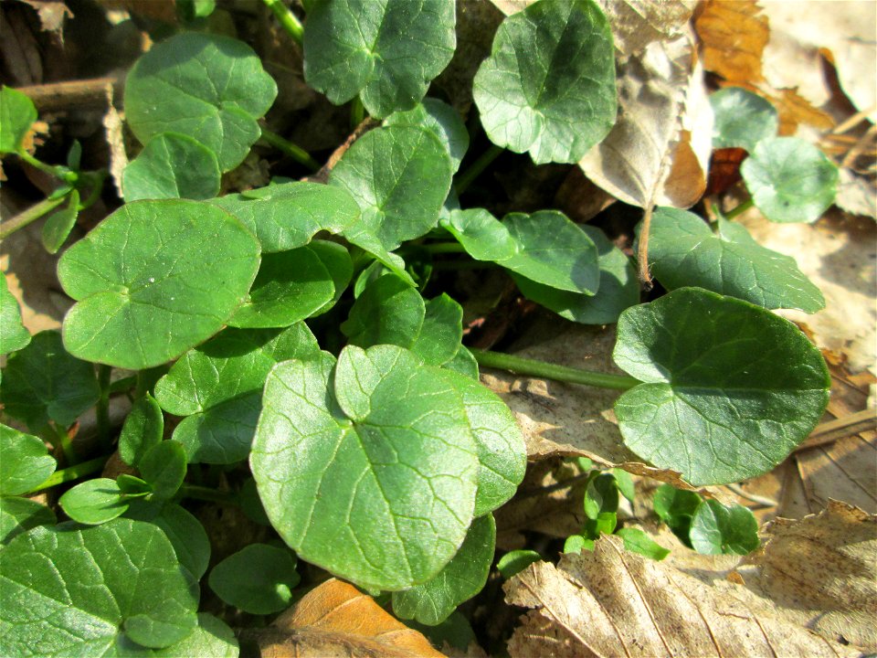 Grundblätter vom Scharbockskraut (Ficaria verna) in der Schwetzinger Hardt
